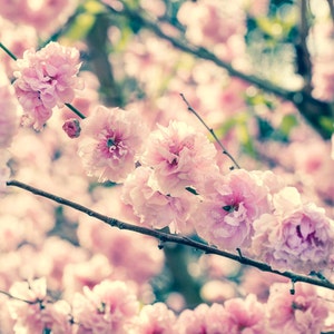 Spring Pale Pink Tree Blossoms, Flower Wall Art, Modern Home Decor, Canvas Art, Metal Wall Art, Lustre Photo Paper