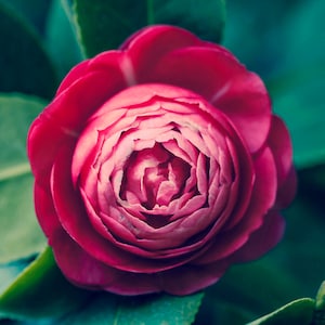 May include: A vibrant pink camellia flower with a tightly packed center, showcasing delicate petals and a soft, velvety texture.