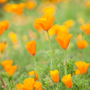 California Poppy, California state flower, Poppies, orange, green, flower photograph, wall art