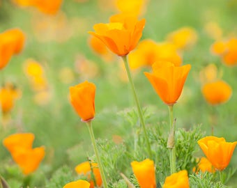 Kalifornische Mohnblume Fotografie, Orange Blumenwandkunst