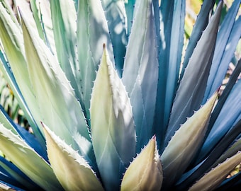 Blå agave suckulentväxtkonst, modern pastellfärgad heminredning