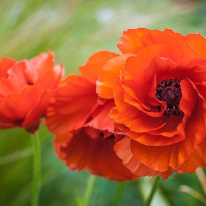 May include: Three bright orange poppy flowers with ruffled petals and dark centers are in focus against a blurred green background.