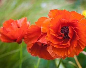 Red Poppy Flower Art, Canvas Gallery Wrap, Floral Wall Decor