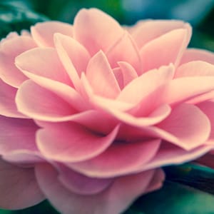 Pink Camellia Flower Print, Gift for Mom, Flower Wall Art, Floral Decor, Canvas Gallery Wrap, Pink art, Gift for wife, large wall art