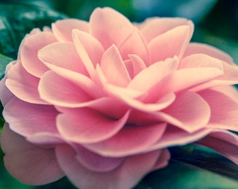 Pink Camellia Flower Print, Floral Wall Art, Canvas Gallery Wrap