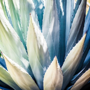 Blue Agave Succulent Plant, Wall Art, Succulent Home Decor, Vertical, Canvas Gallery Wrap, Metal art, Blue spa art