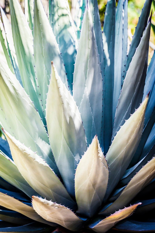 Blue Agave Succulent Wall Art, Canvas or Metal Print