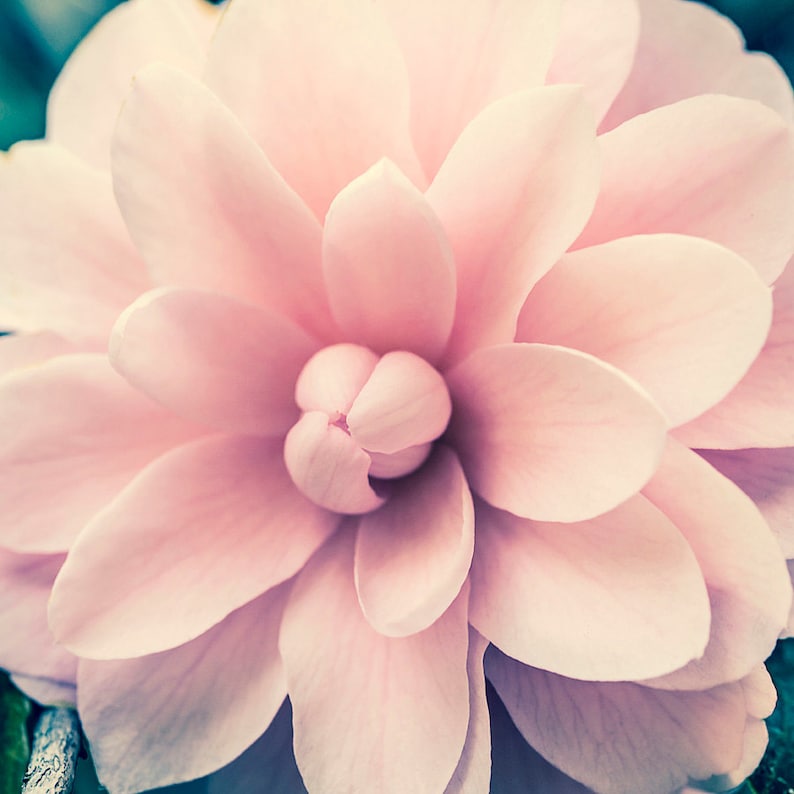 May include: A close-up of a delicate pink camellia flower with soft petals.