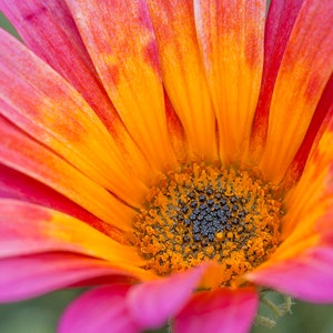 Orange Pink Gerbera Daisy, Flower Wall Art, Home Decor, Fine Art Photography, Canvas Gallery Wrap, Archival Photographic Paper & Metal