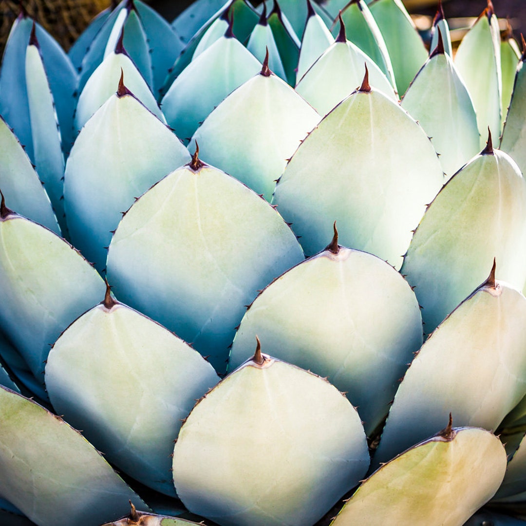 Blue Green Succulent, Spa Canvas, Square, Succulent Wall Art, Desert ...