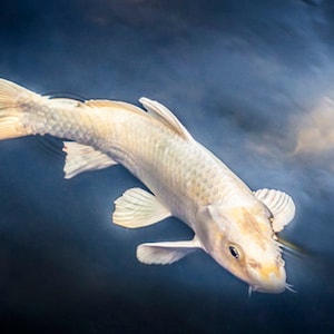 White Koi Fish in Pond, Wall Art, Modern Home Decor, Fine Art Photography, Canvas Gallery Wrap, Aluminum Metal Art