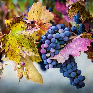 Wine Grape Harvest, Wall Art, Wine Country Home Decor, Wine Art, Blue Grapes