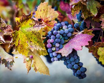 Blue Grape Harvest Art Print, Wine Country Decor