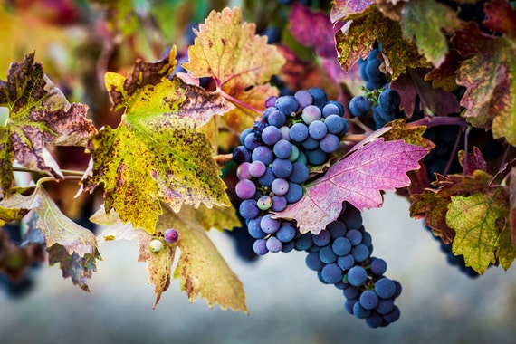Blue Grape Harvest Art Print, Wine Country Decor
