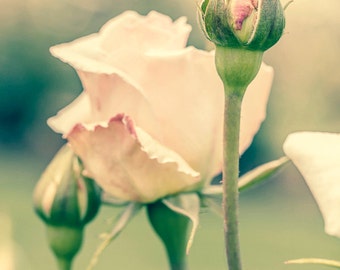 Blush rosa Rose Knospe Druck, Vintage Blumen Fotografie (digitaler Download)