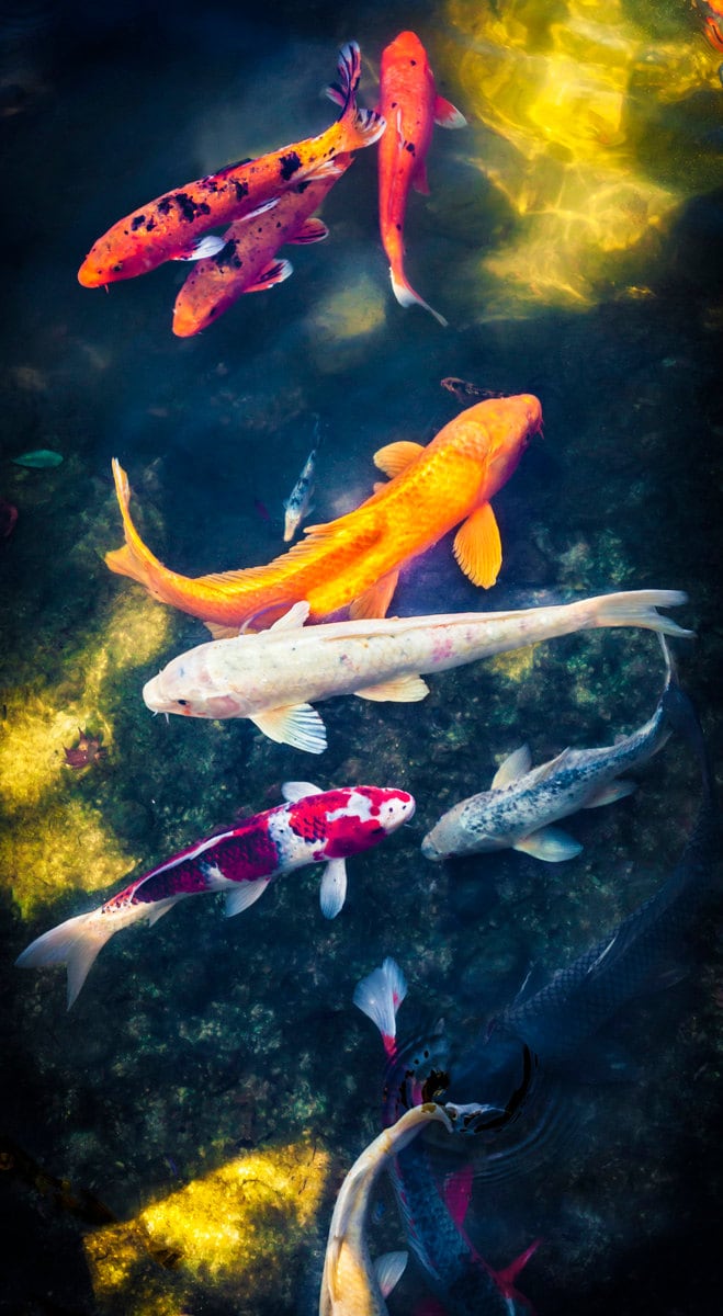Koi fish photography deals