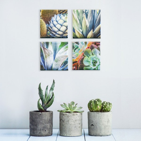 Succulent Plants, Succulent Wall art, Set of 4 Canvas, Square Canvas, Succulent Plants, Cactus Art, Desert Art, Southwest art, cactus