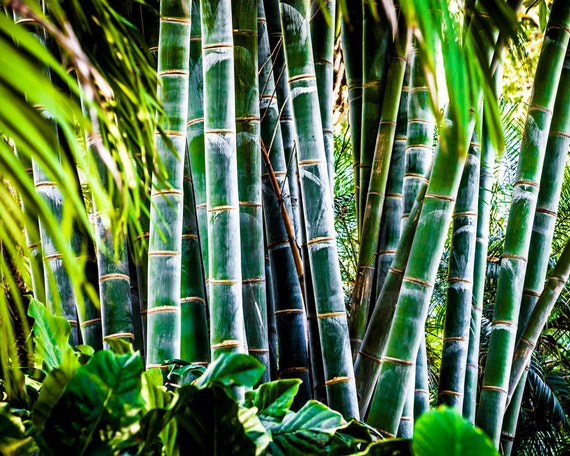 Grner Bambusstiel Fotografie, Spa asiatisches Dekor, Metall oder Leinwand  Kunst - Etsy.de