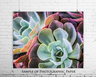 Colorful Succulents art print, wall art, Canvas Gallery Wrap, Wall Art, Modern Home Decor