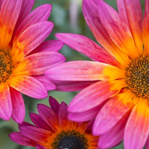 May include: Close-up of three pink and orange flowers with yellow centers. The flowers have many petals and are in focus.
