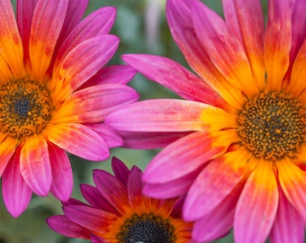 Pink Gerbera Daisy Flower Wall Art, Metal or Canvas Print