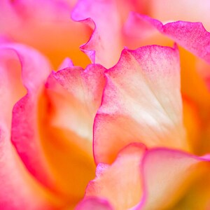 Pink Rose Petals, Digital Download, Flower Wall Art, Home Decor, Fine Art Photography, image 2