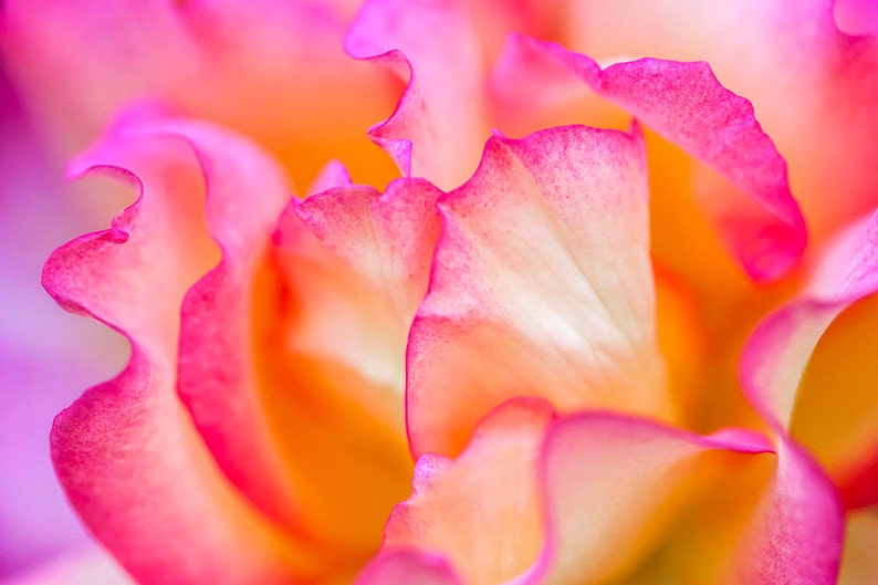 Pink Rose Petals, Digital Download, Flower Wall Art, Home Decor, Fine Art Photography, image 2