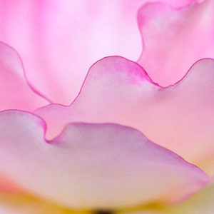 Pink Rose Petals, Large Canvas Art, Flower Wall Art, Floral Decor, Flower Petals, Metal Wall Art