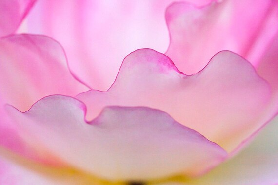 Pink Rose Petal Close-Up, Floral Canvas or Metal Wall Art