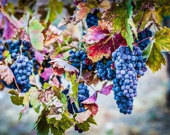 Wine Grape Vineyard Photography, Colorful Autumn Wall Art, Canvas or Metal