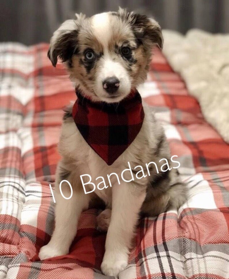 Dog Bandana Set of 10 Free Shipping in the US Snap Close Etsy