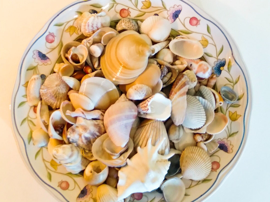 Sea Shells Mixed Beach Sea Shells Over 2 Pounds of Shells - Etsy