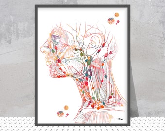 Head Lymph Nodes Print Lymphatic System Anatomy Poster Lymphatic Drainage of the Head and Neck Endocrinology Art Anatomy Art Gift