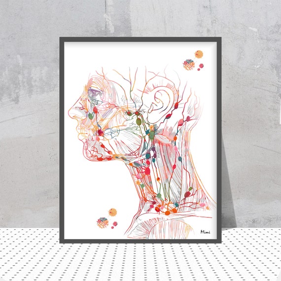Head Lymph Nodes Print Lymphatic System Anatomy Poster Lymphatic Drainage of the Head and Neck Endocrinology Art Anatomy Art Gift