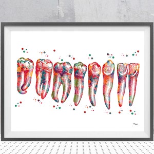 Teeth And Roots Anatomy Print Dental Art Watercolor Molar And Incisors Illustration Dentist Clinic Decor Orthodontic Dentistry Print