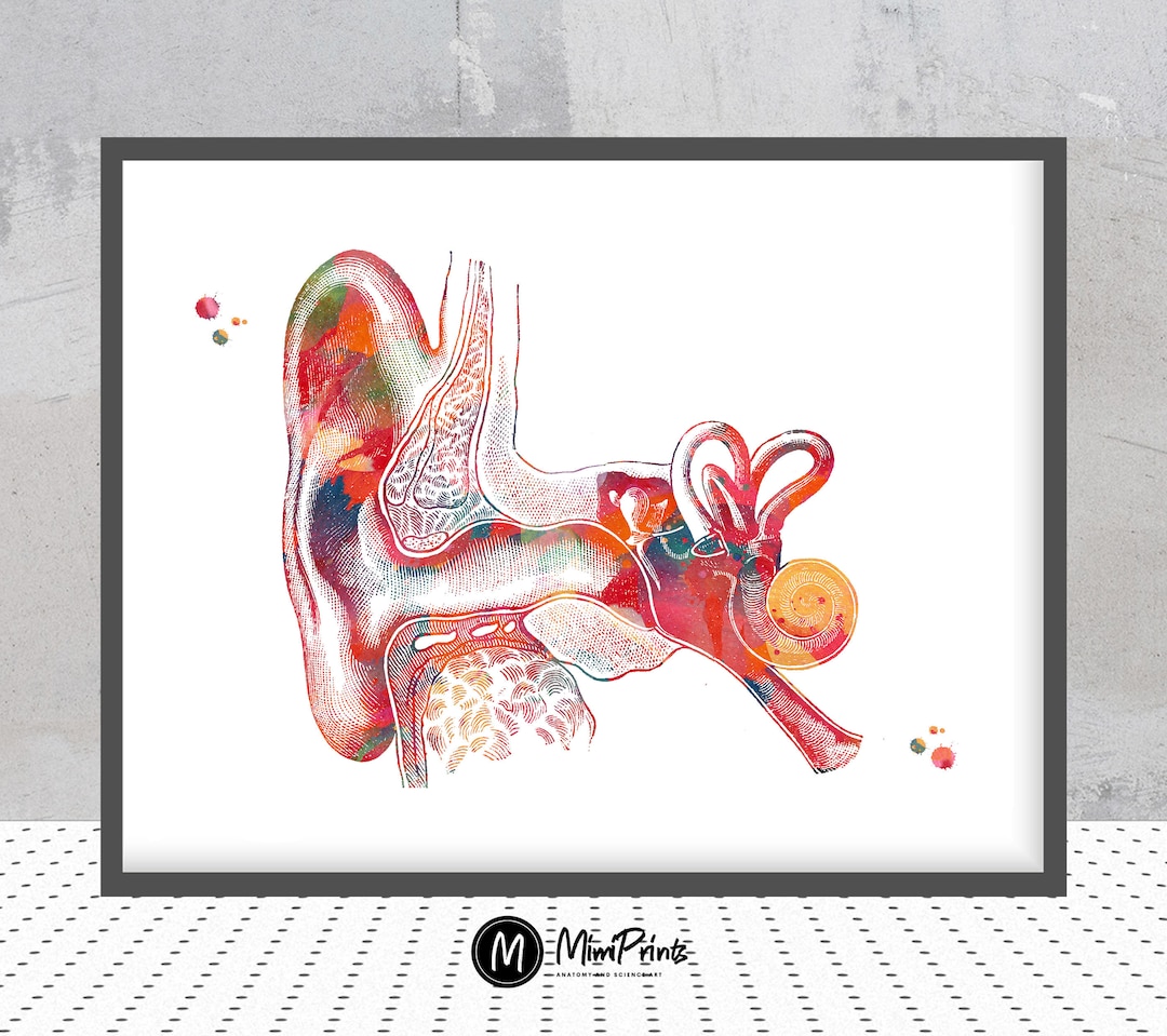 Outer Ear Anatomy Watercolor Print Audiology Poster Cross Section of ...