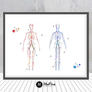 Body Systems Watercolor Print Artery And Veins Map Print Circulatory System Anatomy Art Poster Blood Vessels Cardiovascular Medical Art Gift