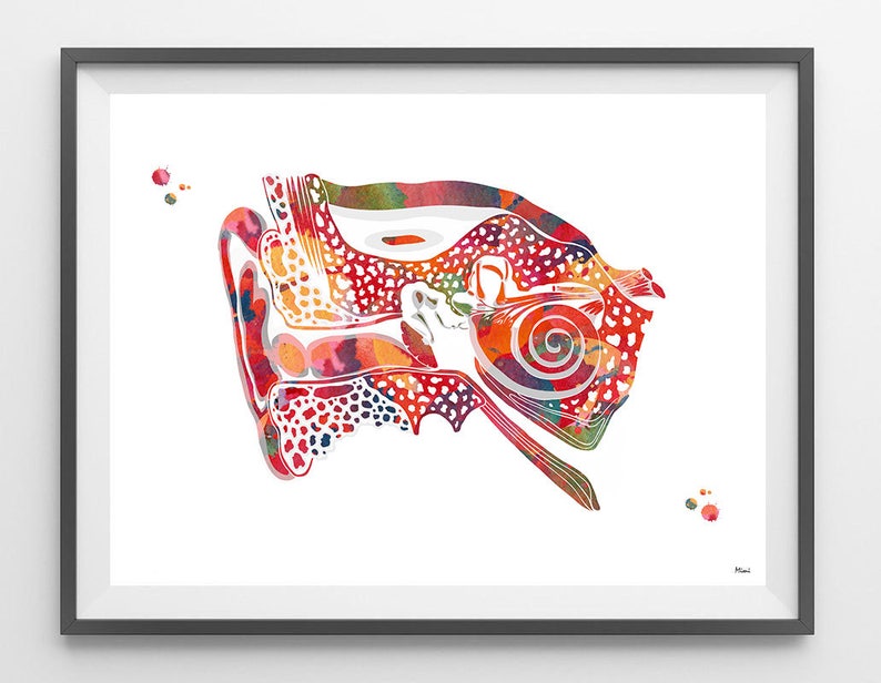 Ear Anatomy Watercolor Print Audiology Poster Cross Section Of Ear Showing Outer Inner And Middle Ear Structures Medical Art Wall Decor Gift