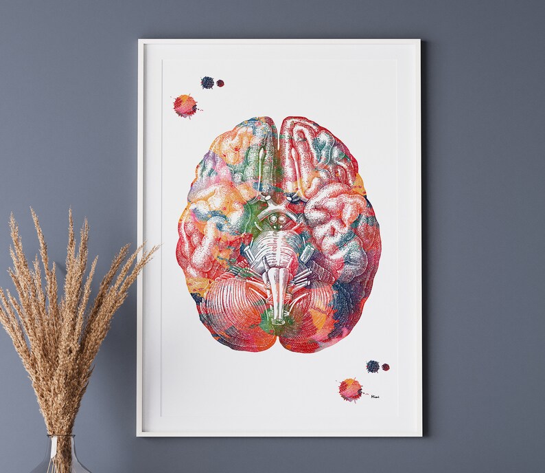 Human Brain Watercolor Print: Neurology Anatomy Art Poster - Etsy