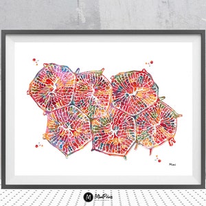 Leberläppchen Medizinischer Druck Hepatische Zellen Aquarell Hepatzyten GI Arzt