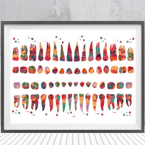 Diagramma dei denti Stampa Ortodonzia Odontoiatria Acquerello Anatomia Poster che mostra incisivi, premolari, molari Decorazione da parete per clinica dentistica