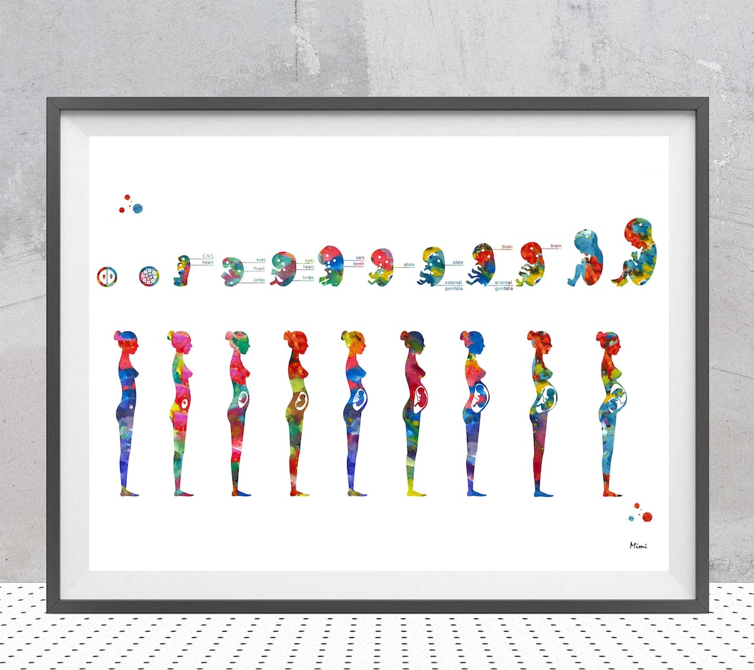 Pregnancy Phases Ob-gyn Print Fetal Development Diagram Fetus ...