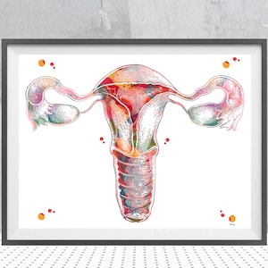 Ob-Gyn Print Anatomical Uterus Watercolor Female Reproductive System Poster Ovarian System Painting Wall Art For Medical Clinics