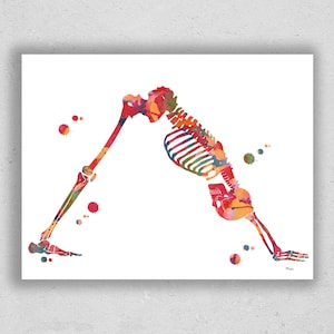 Skeleton Yoga Watercolor Print Yoga Downward Dog Pose Adho Mukha Shvanasana Poster Yoga Studio Art Physical Therapy Yoga Anatomy Yogi Gift