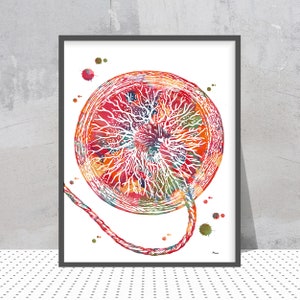 Plazenta Schwangerschaft Druck Nabelschnur Poster OB-GYN Anatomisch Kunst Fötus Entwicklung Fruchtbarkeit Klinik Wand Dekor Plazenta Kunst