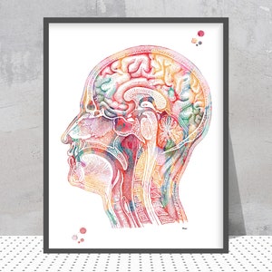 Human head watercolor print Brain longitudinal section view anatomyart print human brain medical art neurology doctor clinic decor