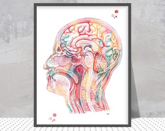 Stampa ad acquerello testa umana Vista in sezione longitudinale del cervello stampa di anatomia arte cervello umano arte medica neurologia medico clinica arredamento