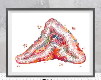 Adrenal Glands Anatomy Print Medical Art Watercolor Human Endocrine System Poster Anatomical Section Of The Adrenal Gland Endocrinology Art