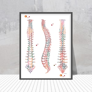 Human Spine Print Spinal Cord Watercolor Vertebral Column Medical Print Skeletal Vertebrae Orthopedy Poster Physiotherapy Art Anatomy Gift