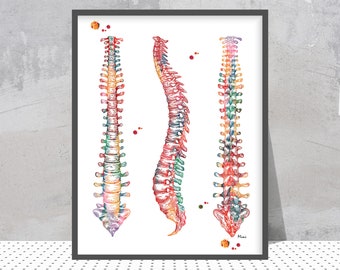 Human Spine Print Spinal Cord Watercolor Poster Vertebral Column Medical Art Print Skeletal Vertebrae Orthopedy Art Anatomy Art Gift